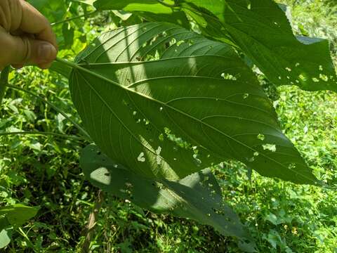 Image de Acalypha angatensis Blanco