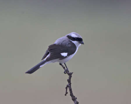 Image of Grey-backed Fiscal