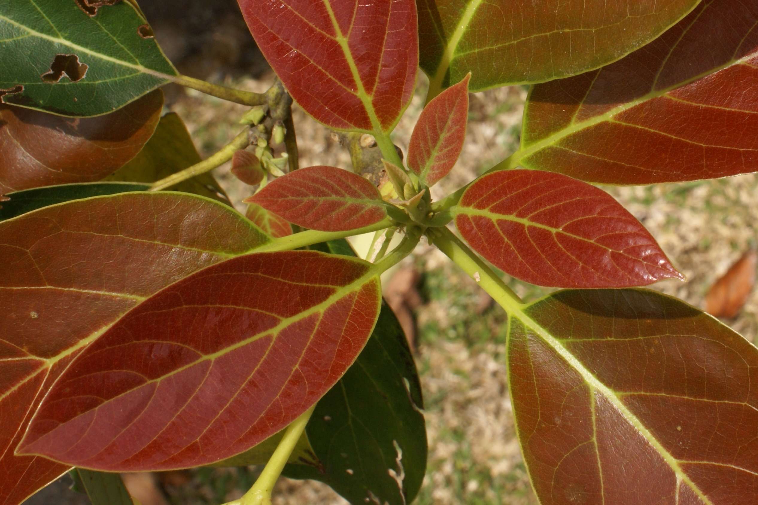 Image of avocado