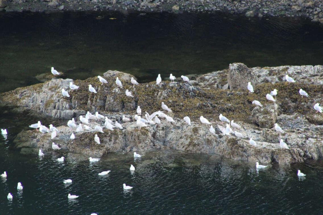 Image of Glaucous-winged Gull