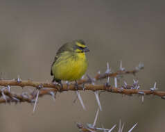 Image of Yellow-fronted Canary