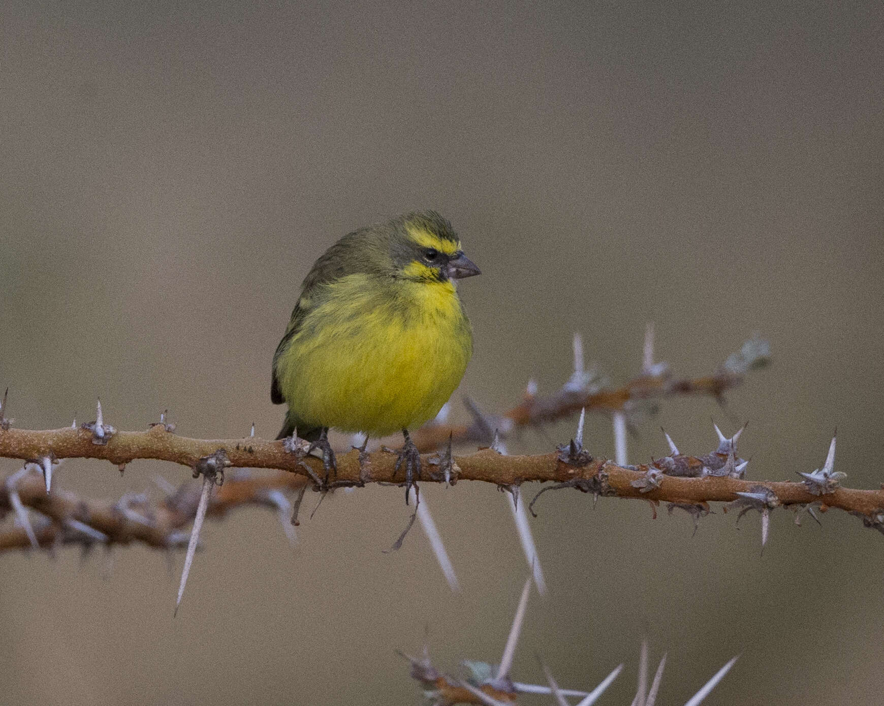 Image of Yellow-fronted Canary