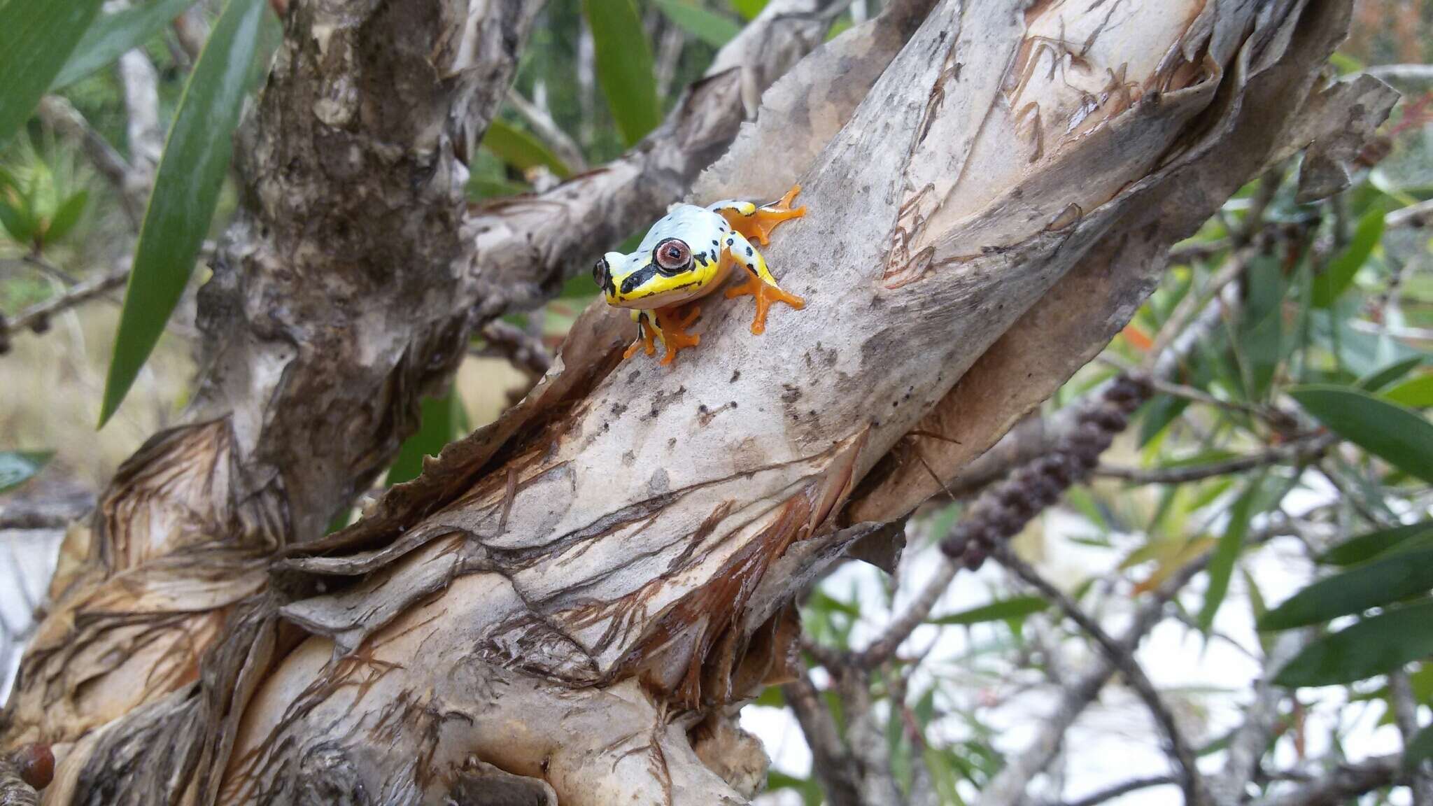 Image of Madagascar Reed Frog