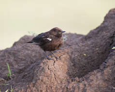 Image of Sooty Chat