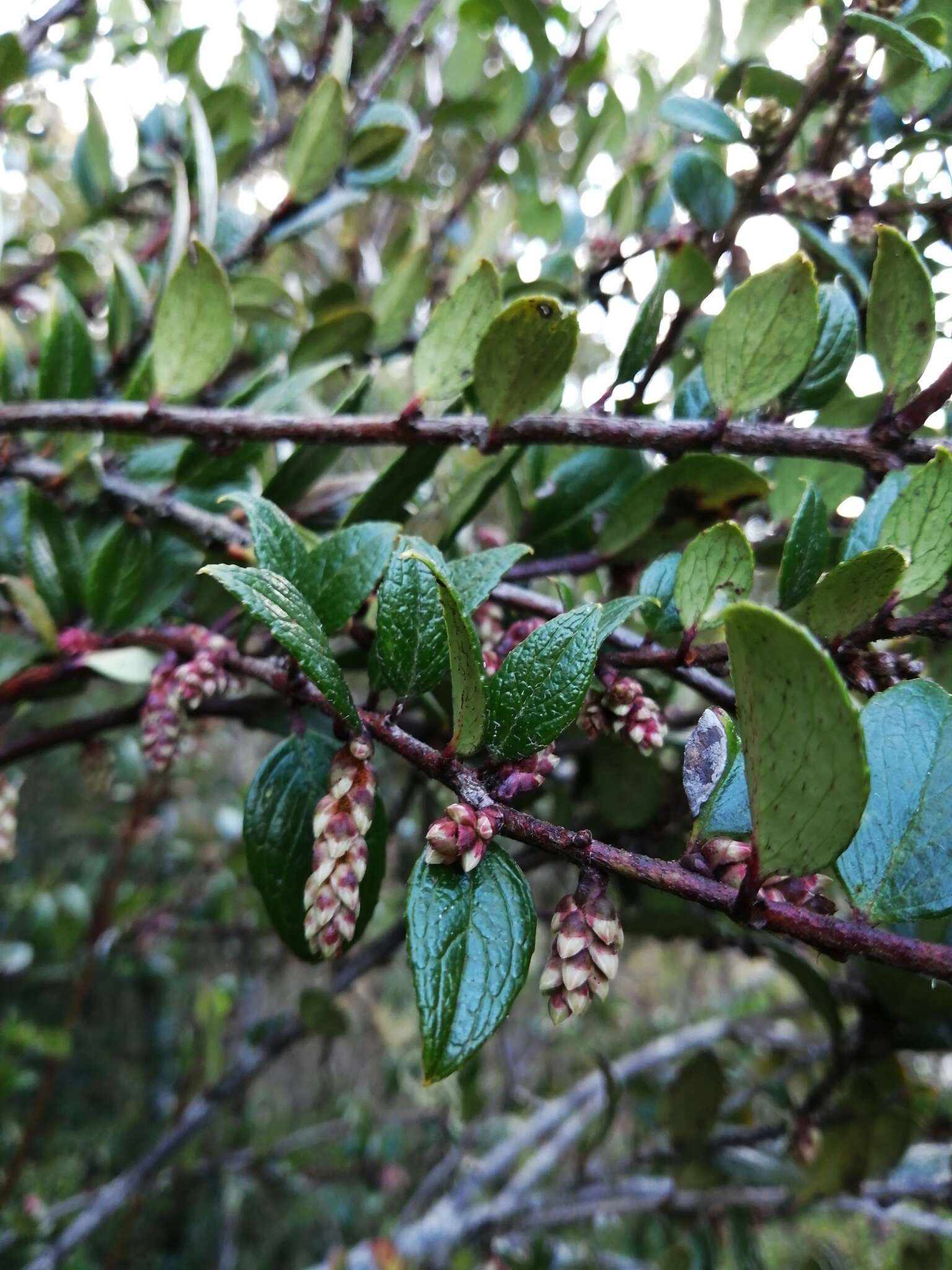 Plancia ëd Gaultheria insana (Molina) D. J. Middleton