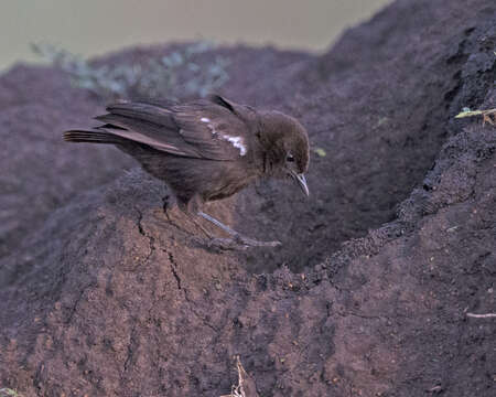 Image of Sooty Chat