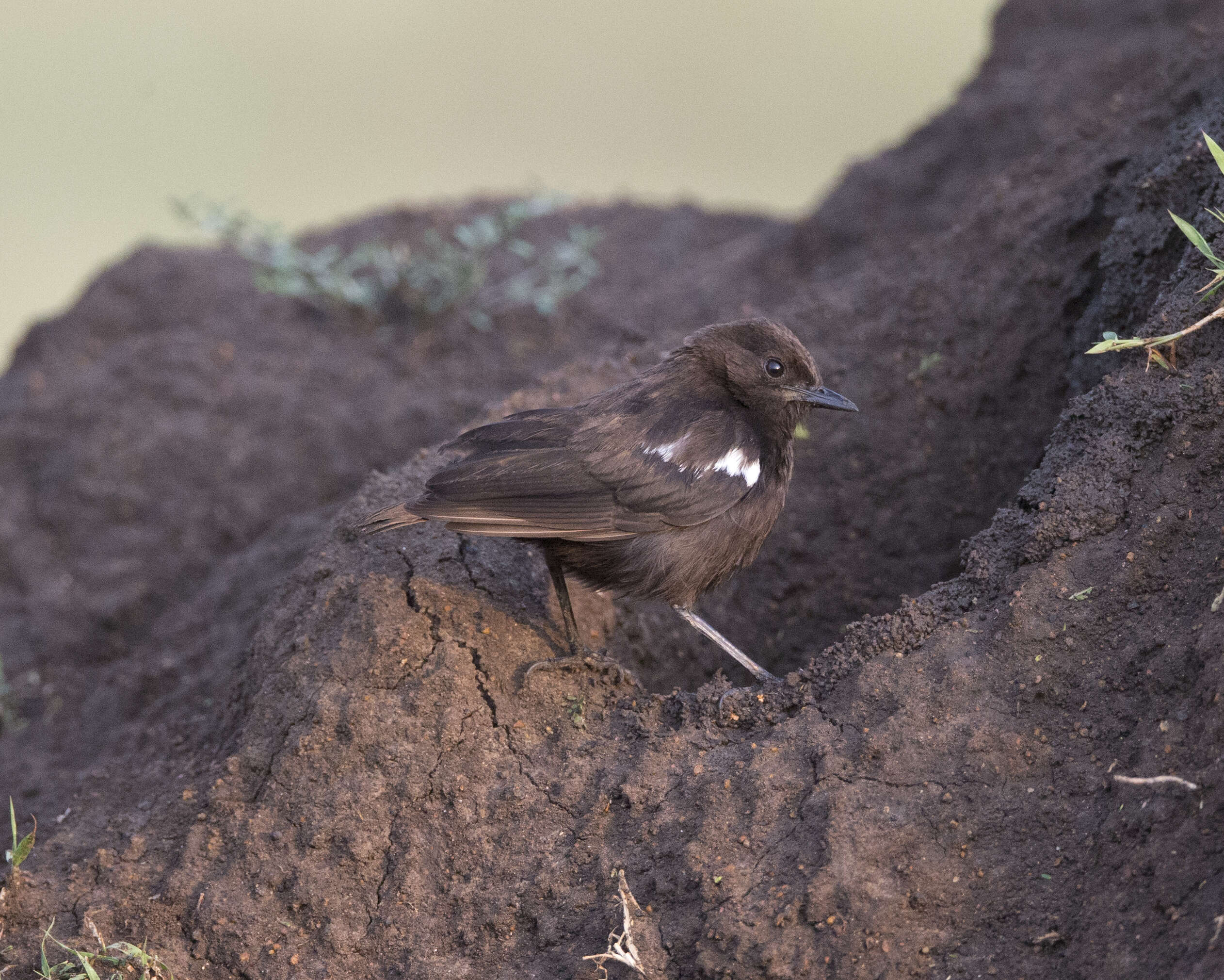 Image of Sooty Chat