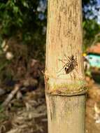 Image of Bamboo longhorn beetle