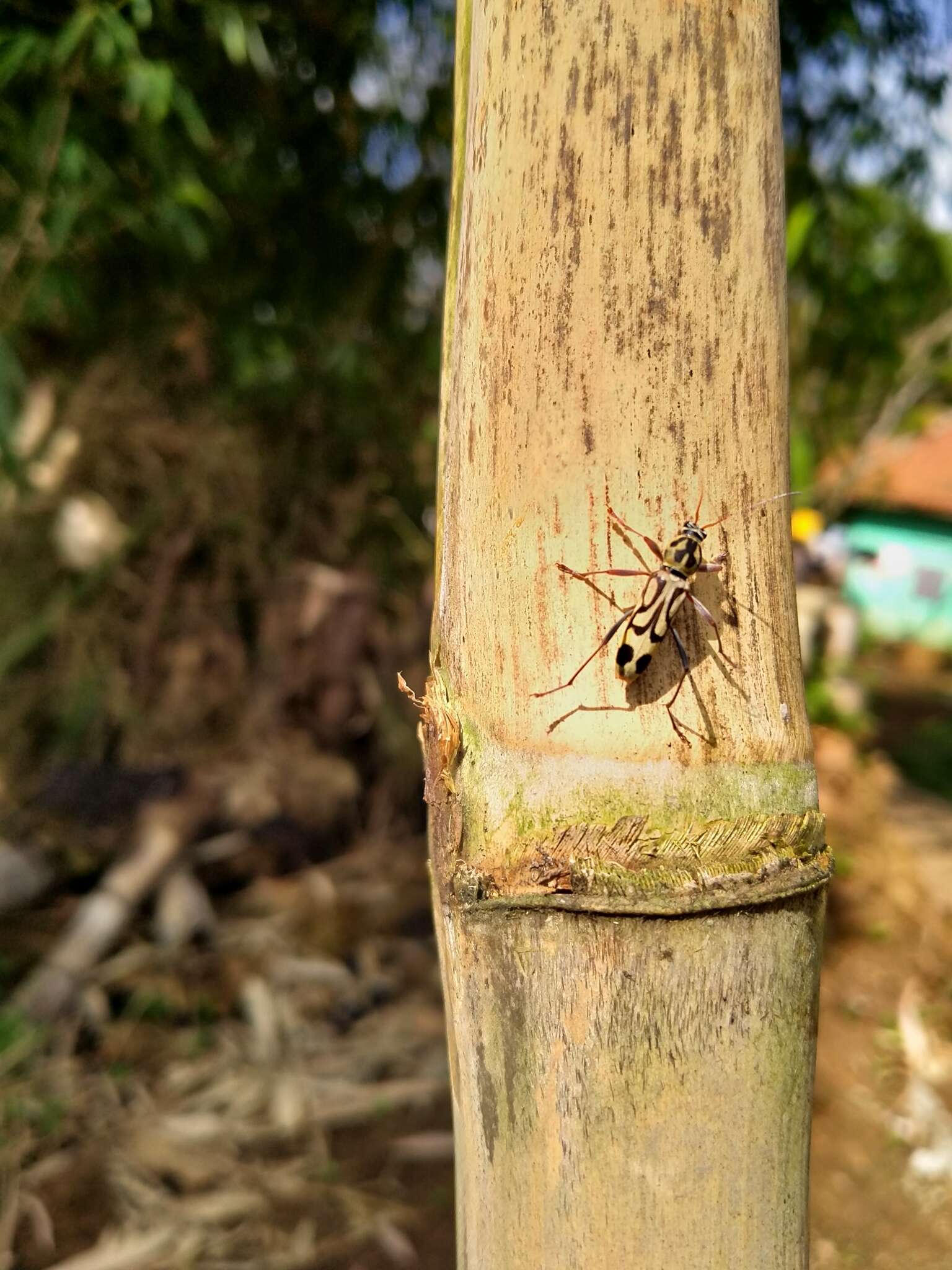 Image of Bamboo longhorn beetle