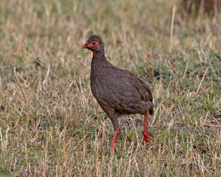 Image of Red-necked Francolin