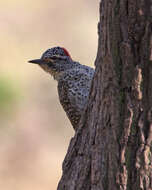 Image of Nubian Woodpecker