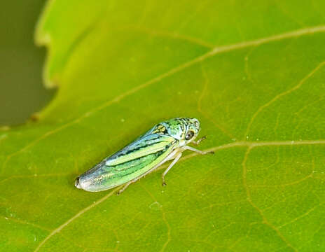 Graphocephala lugubris (Signoret 1854)的圖片