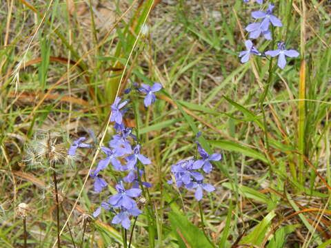 Image of Apache lobelia