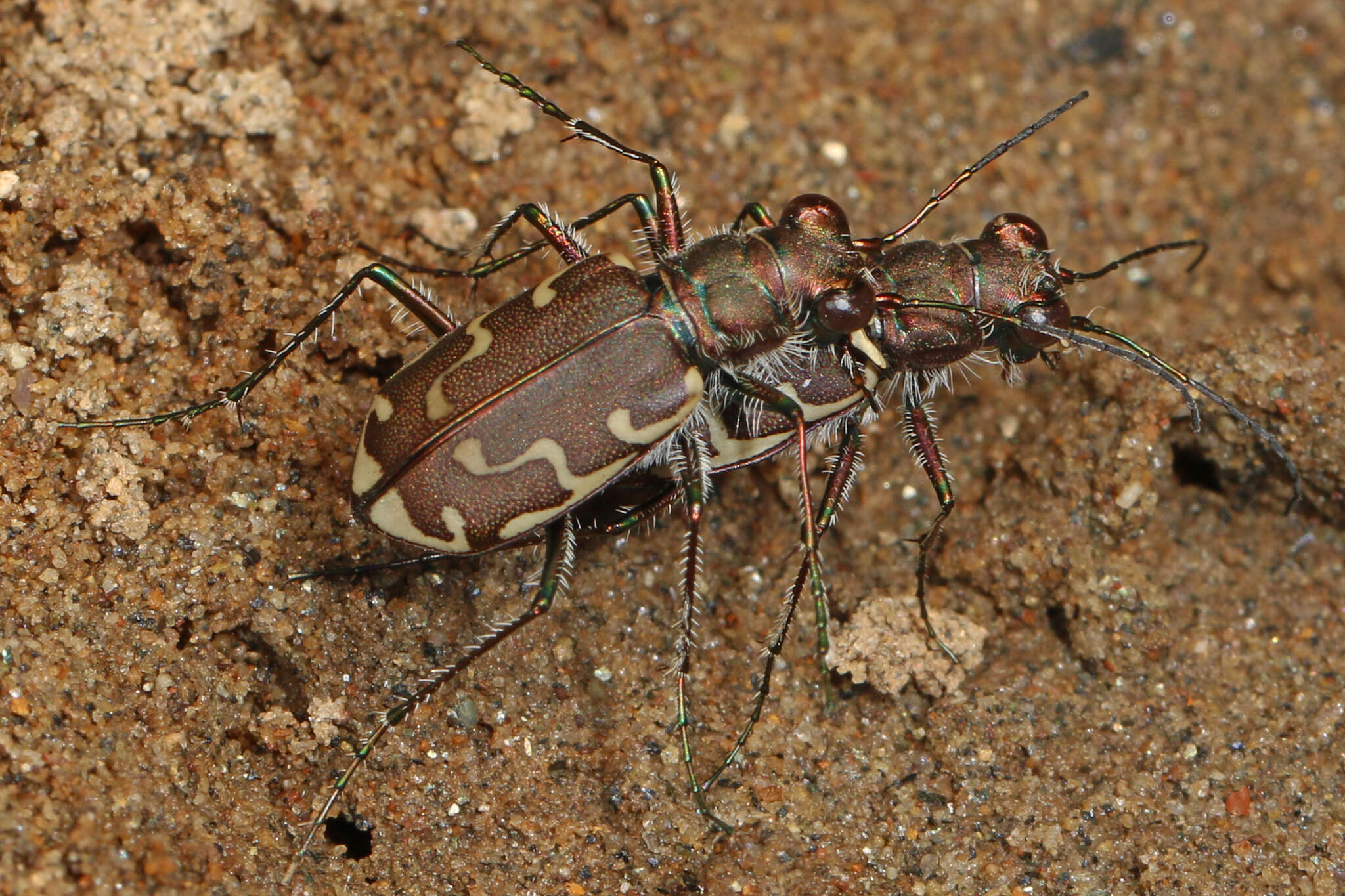 Imagem de Cicindela (Cicindela) repanda repanda Dejean 1825