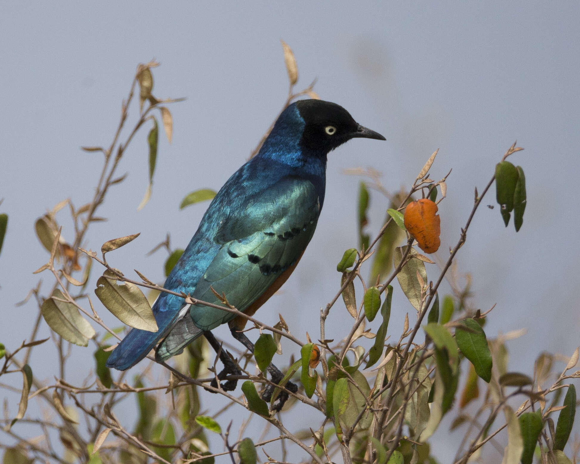 Image of Superb Starling