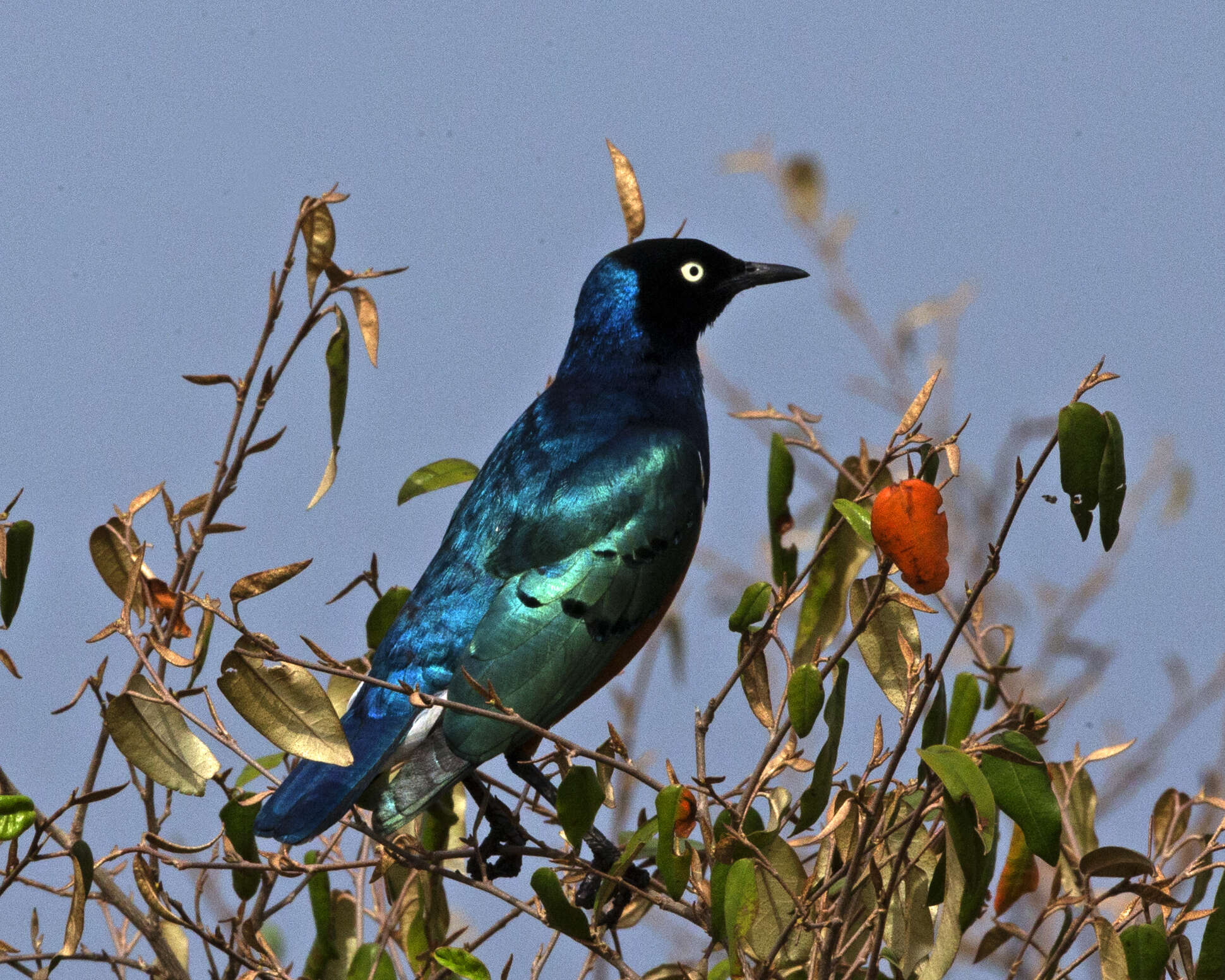 Image of Superb Starling