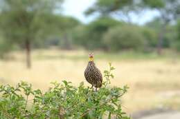 Pternistis leucoscepus (Gray & GR 1867) resmi