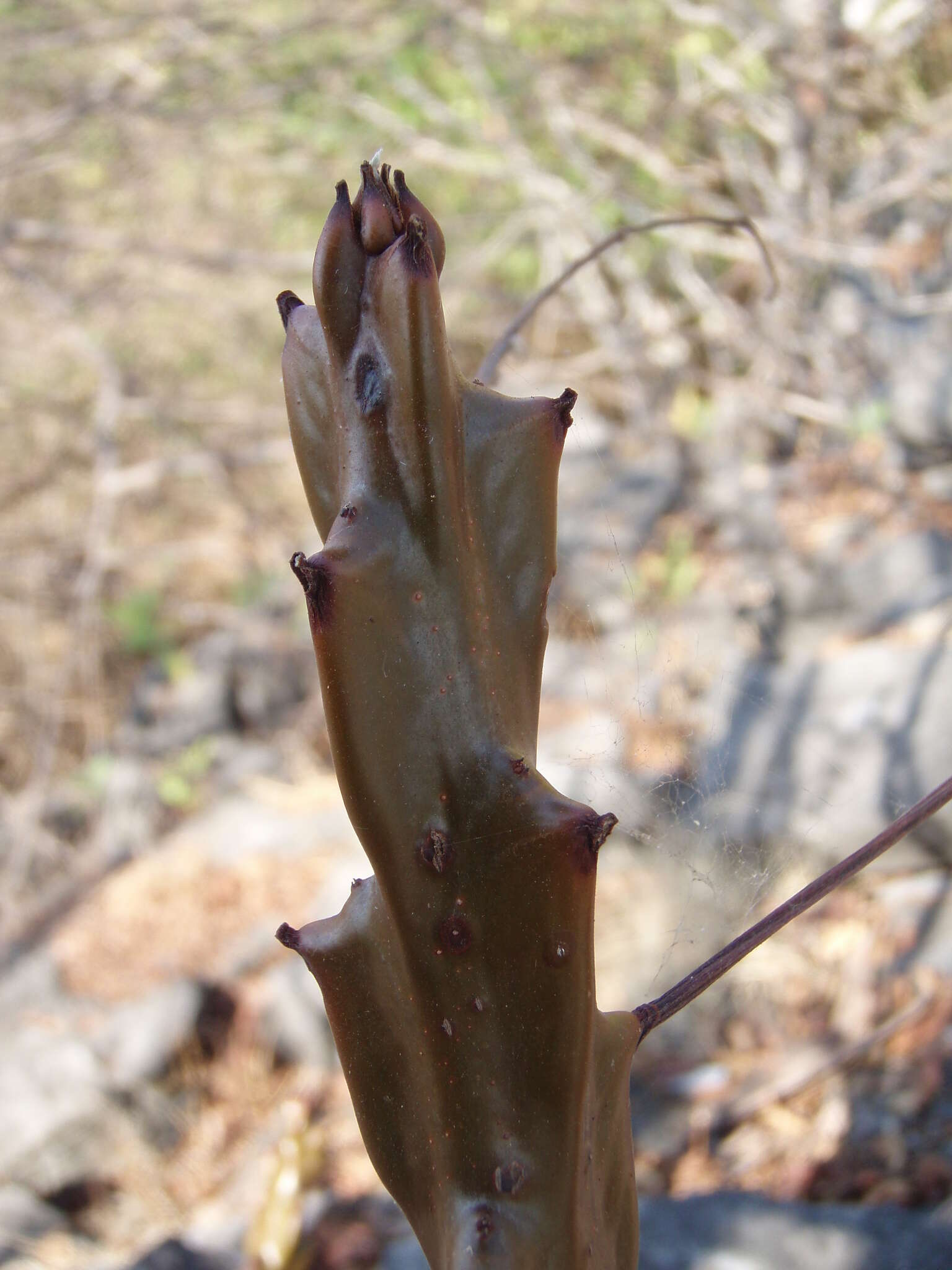 Plancia ëd Beiselia mexicana L. L. Forman