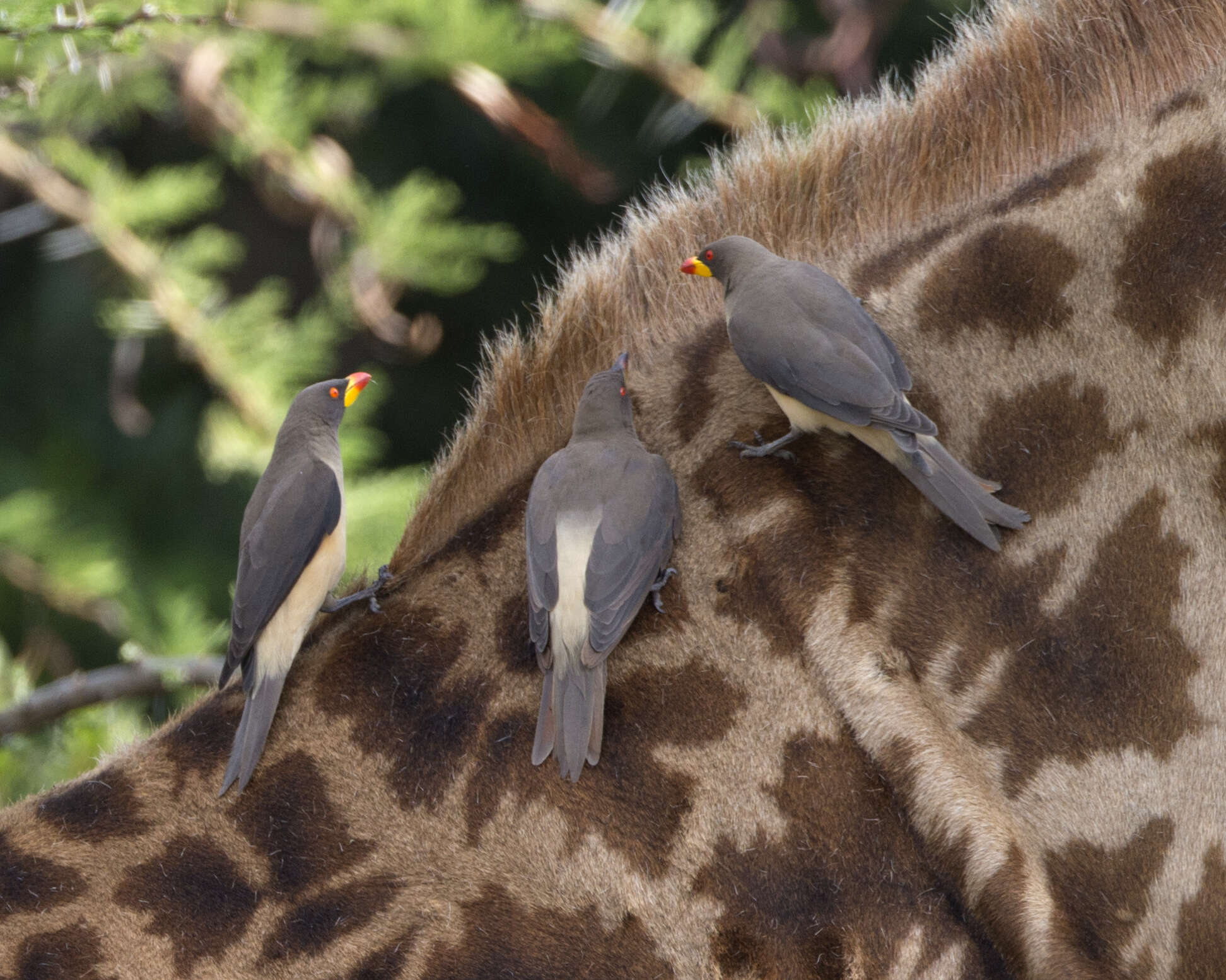 Image of oxpeckers