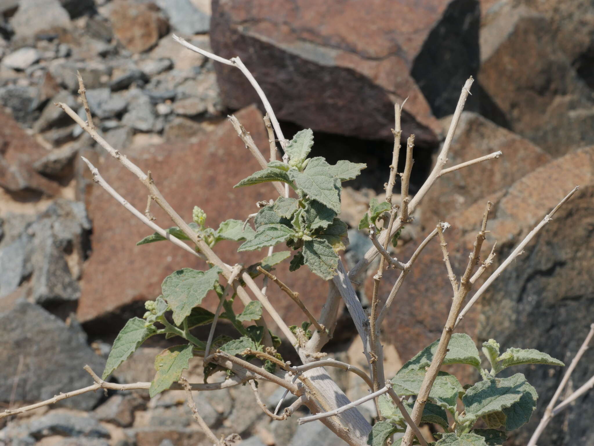 Image of Chrozophora oblongifolia (Delile) A. Juss. ex Spreng.