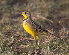 Image of Yellow-throated Longclaw