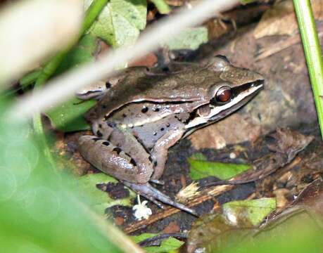 Image of Leptodactylus elenae Heyer 1978