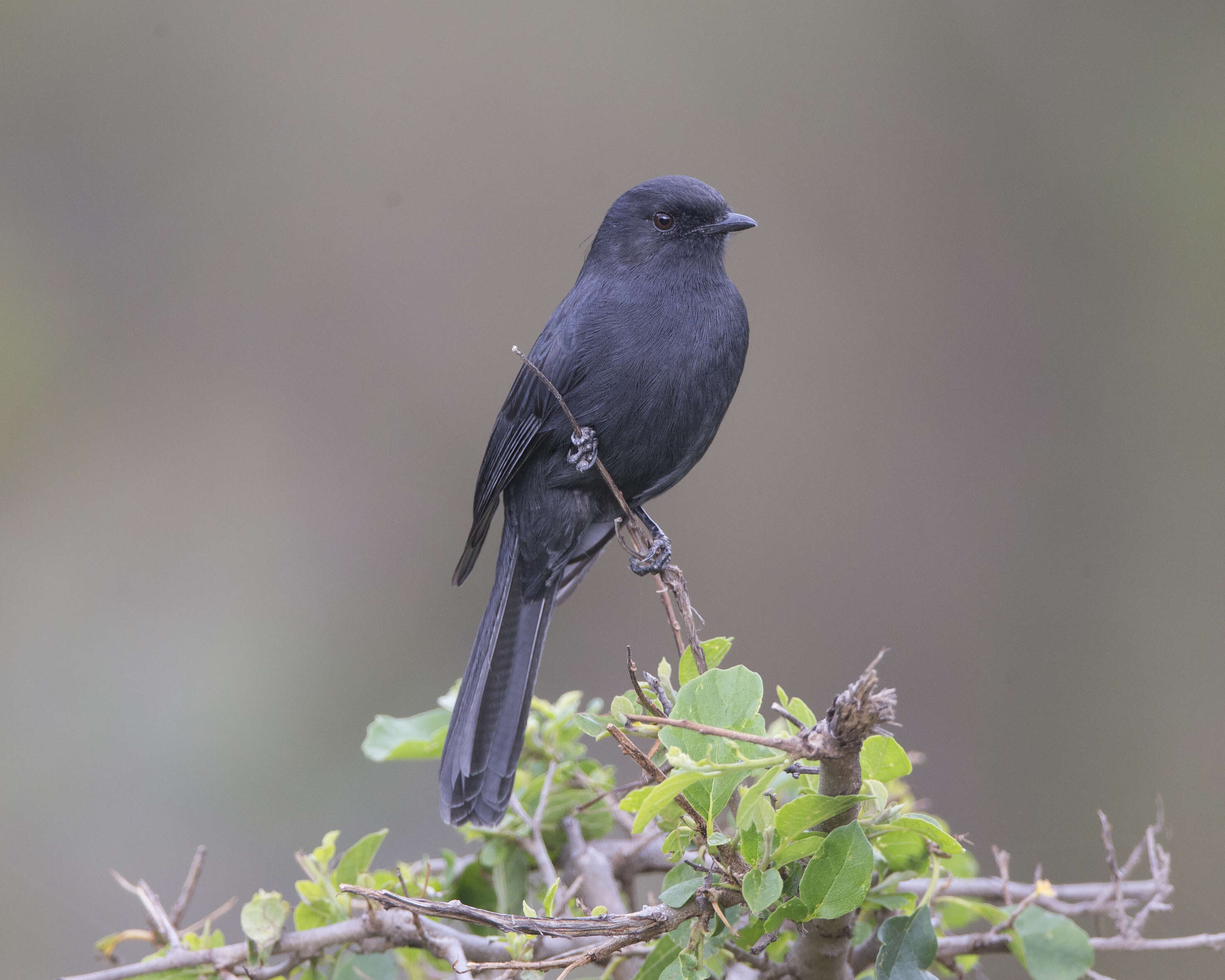 Melaenornis pammelaina (Stanley 1814) resmi