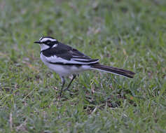 Image of African Pied Wagtail