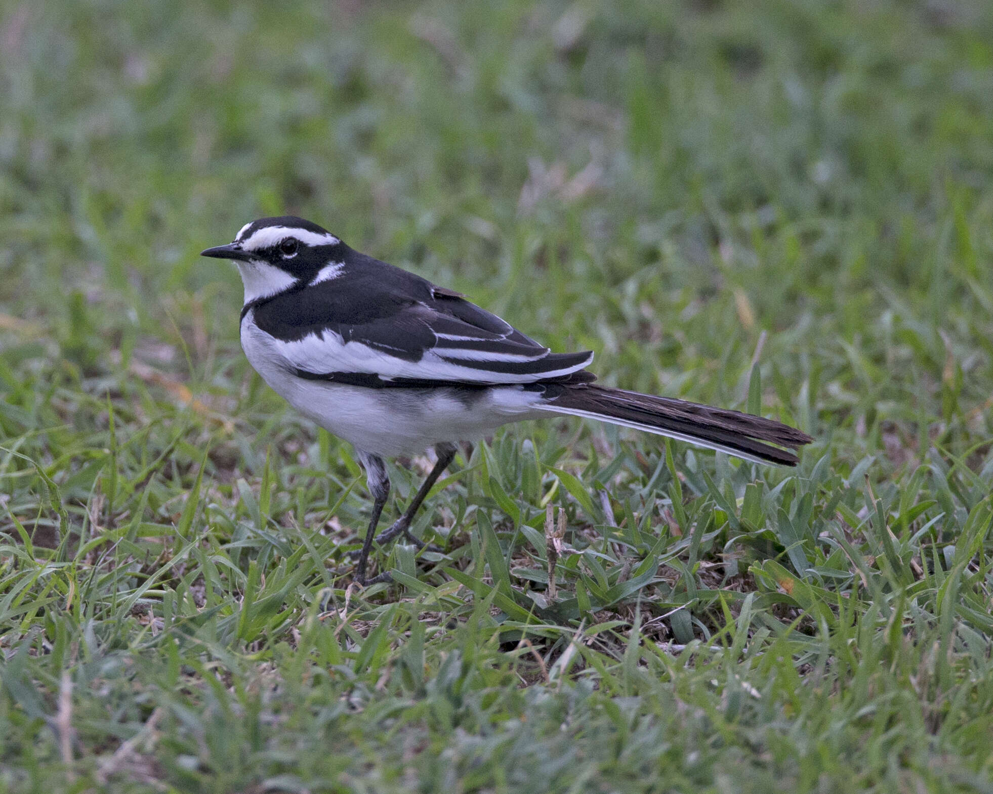 Image of African Pied Wagtail