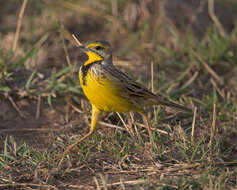 Image of Yellow-throated Longclaw