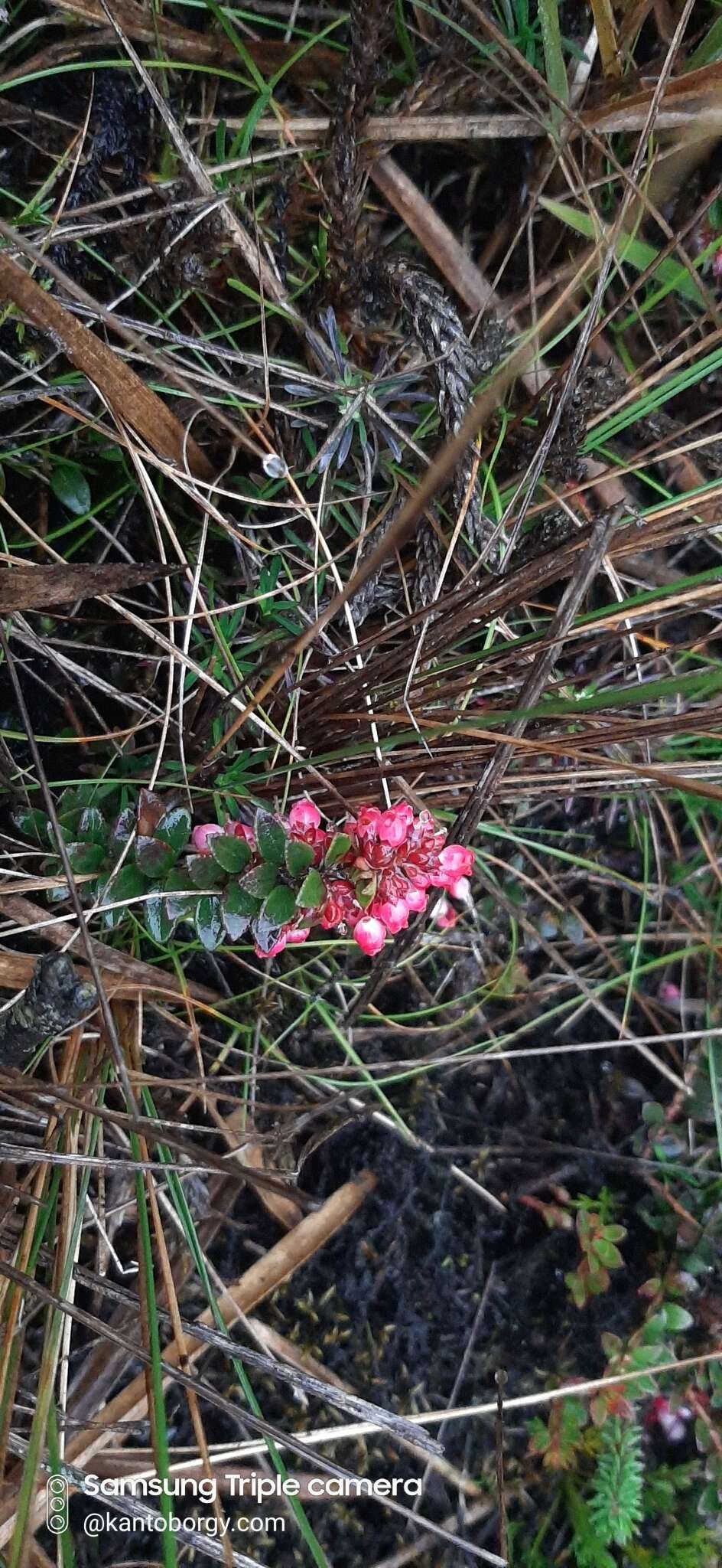 Image of Vaccinium crenatum (G. Don) Sleumer