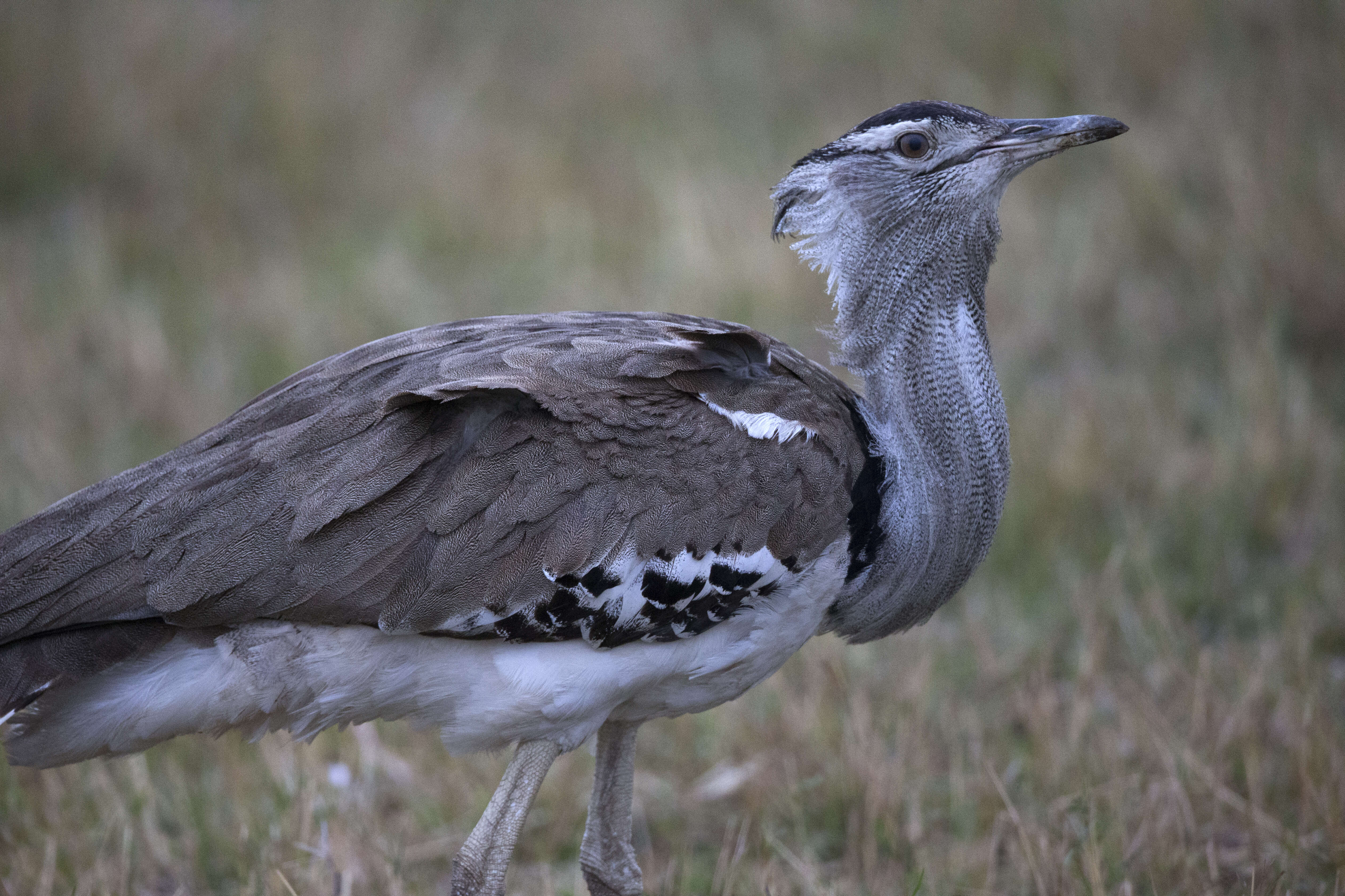 Image of Kori Bustard