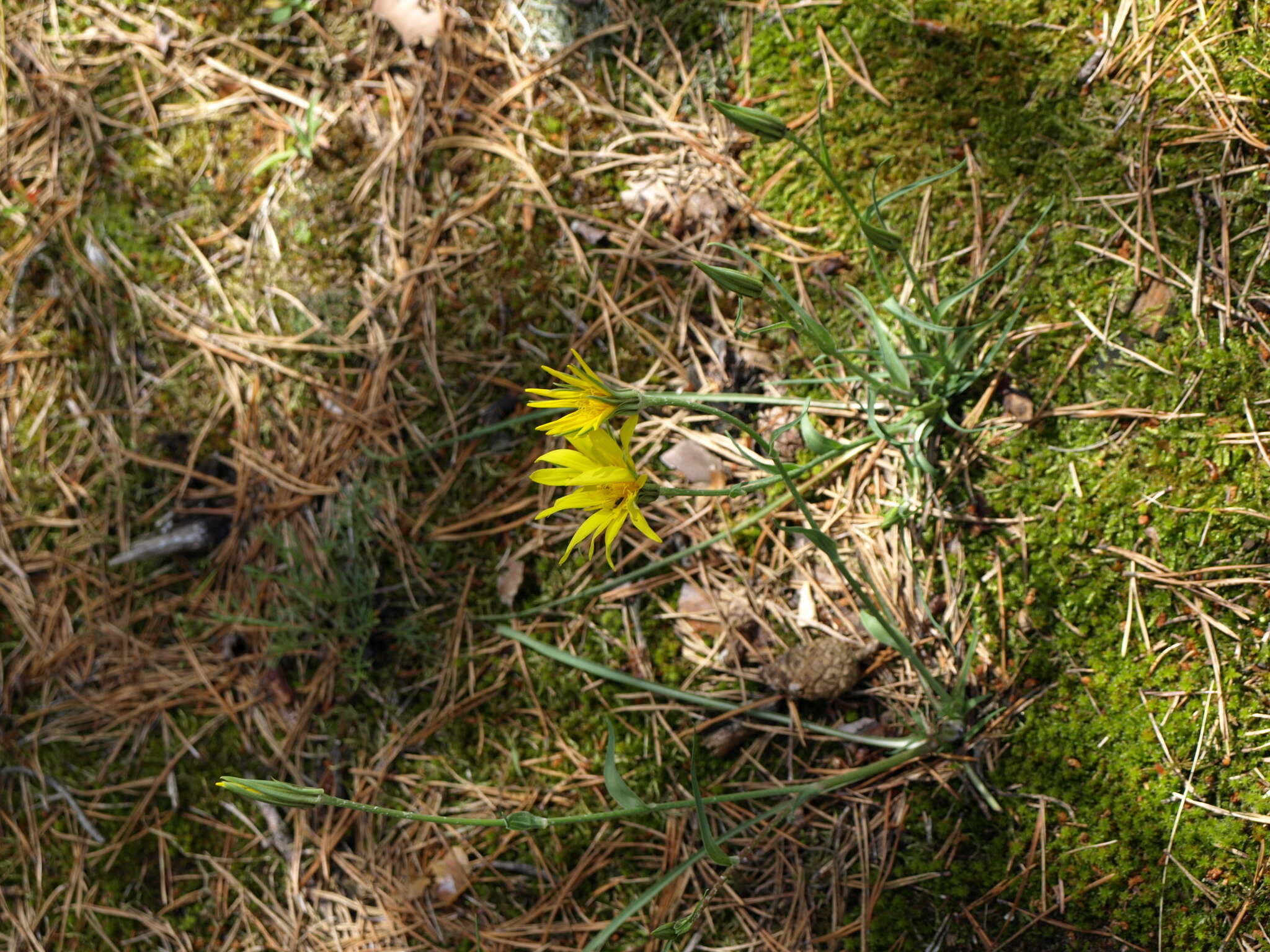 Image of Tragopogon gorskianus Rchb. fil.