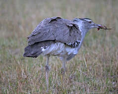 Image of Kori Bustard