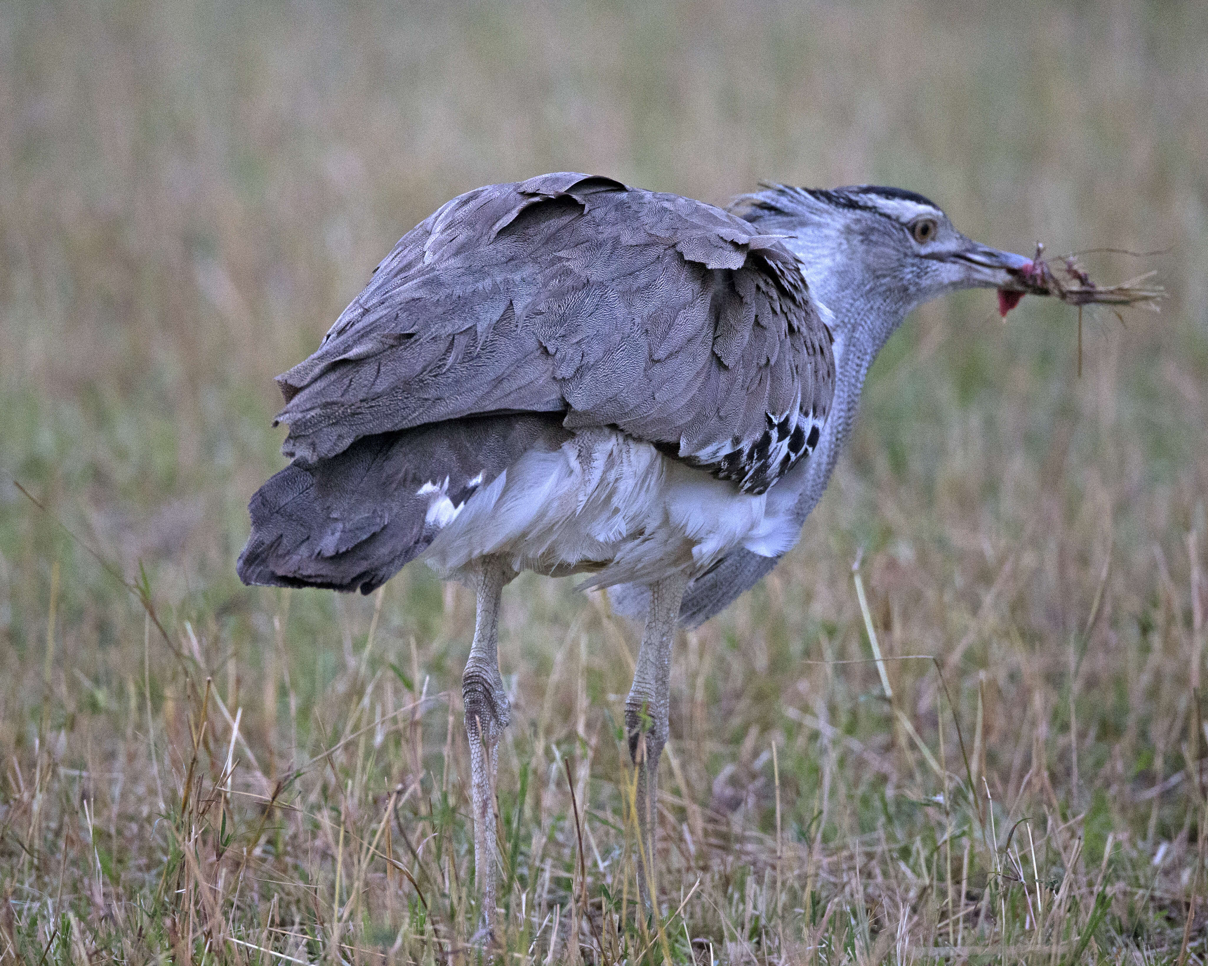 Image of Kori Bustard