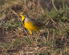 Image of Yellow-throated Longclaw