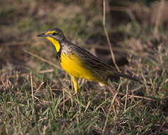 Image of Yellow-throated Longclaw