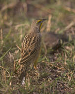 Image of Yellow-throated Longclaw