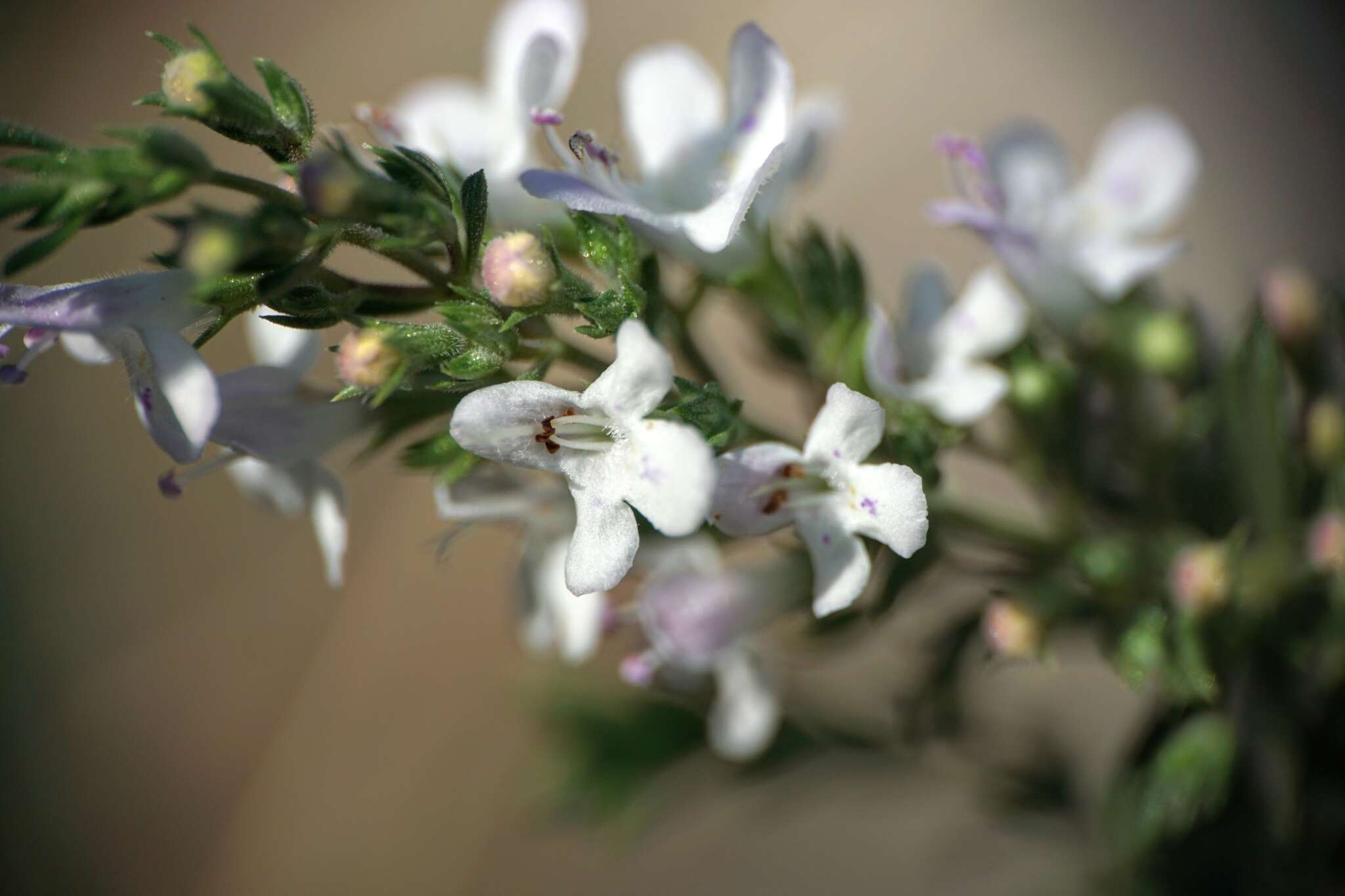 Image of perennial savory