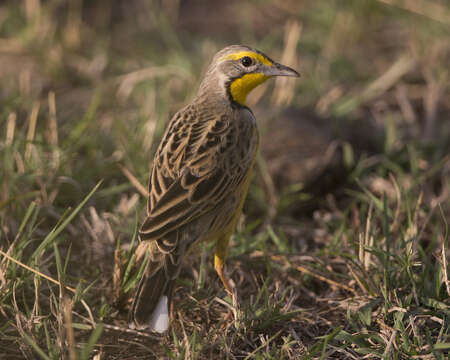 Image of Yellow-throated Longclaw