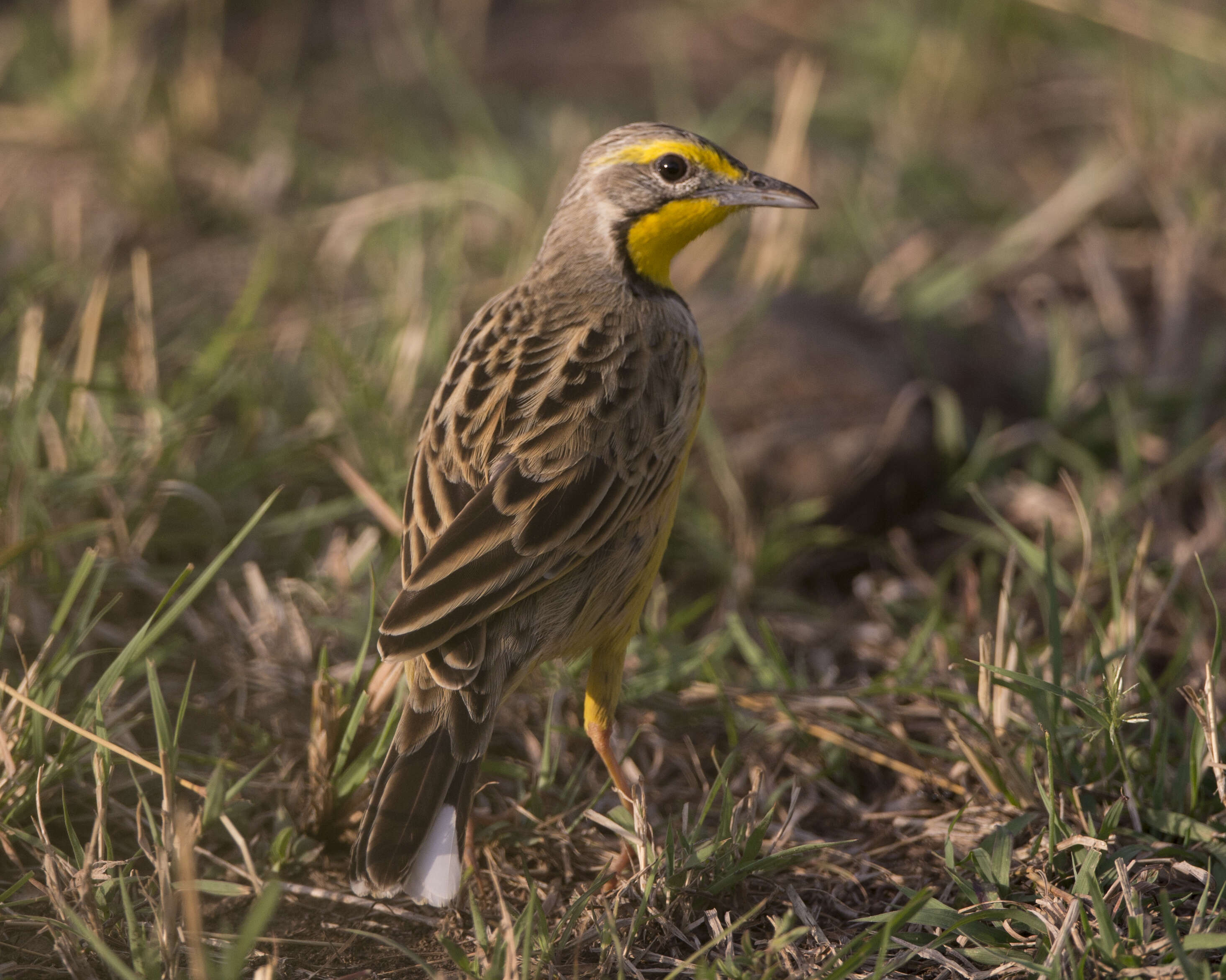 Image of Yellow-throated Longclaw