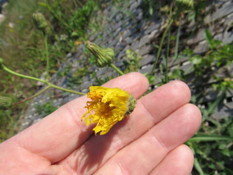 Plancia ëd Sonchus arvensis L.