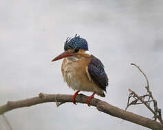 Image of Alcedo cristata