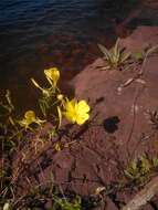 Oenothera argillicola Mackenzie的圖片