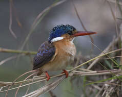 Image of Alcedo cristata