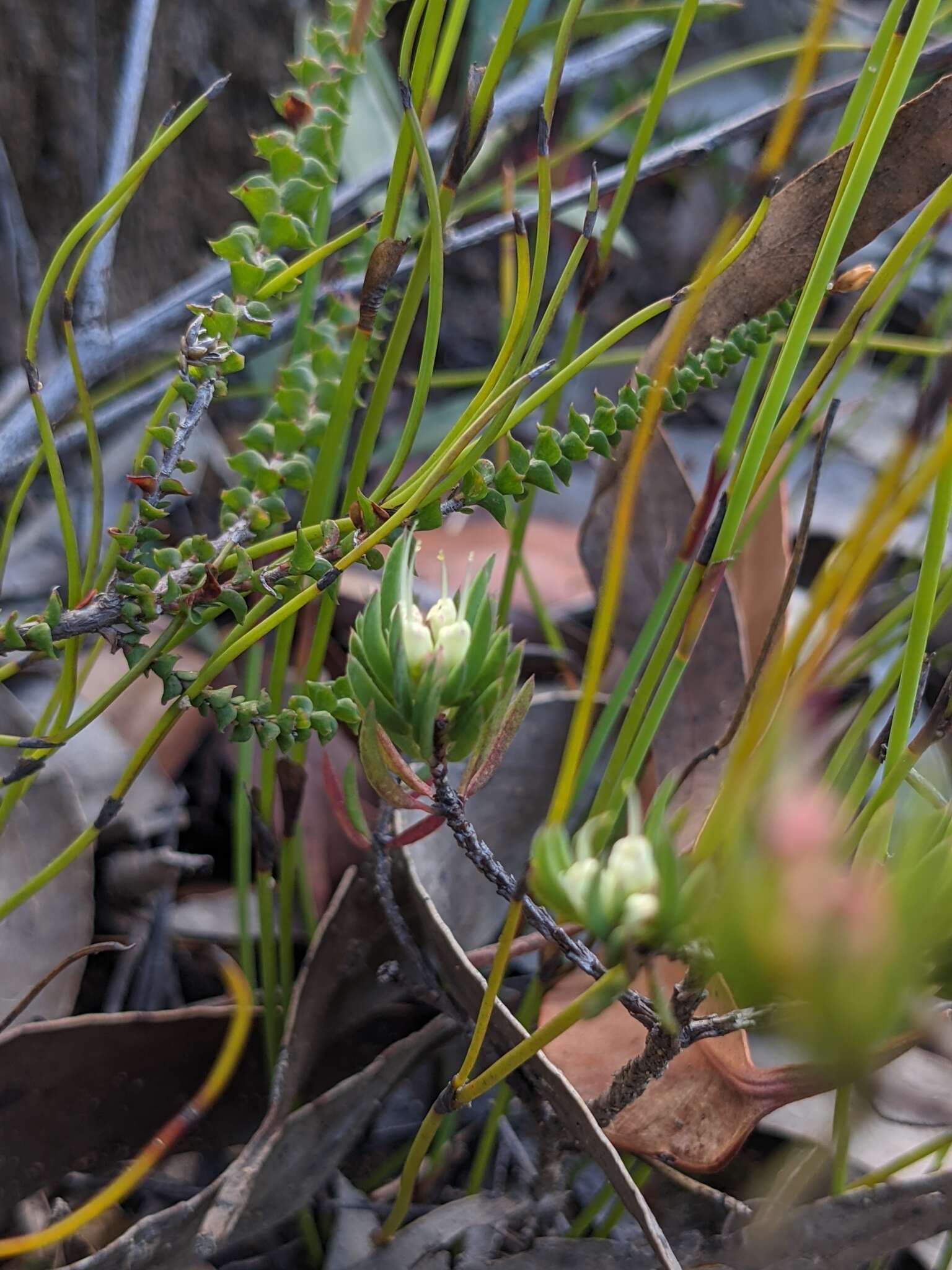 Image of Darwinia grandiflora (Benth.) R. Baker & H. G. Smith