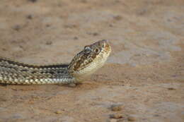 صورة Crotalus durissus trigonicus Harris & Simmons 1978