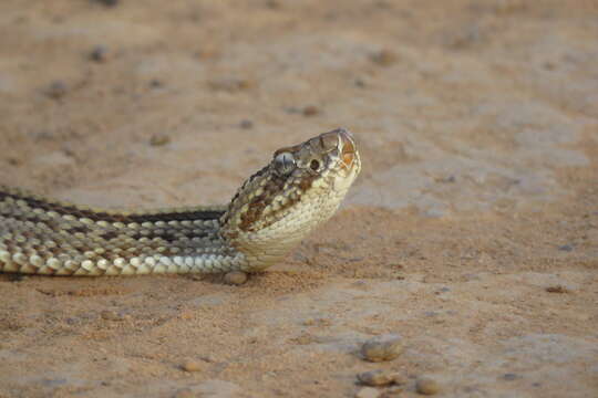 صورة Crotalus durissus trigonicus Harris & Simmons 1978