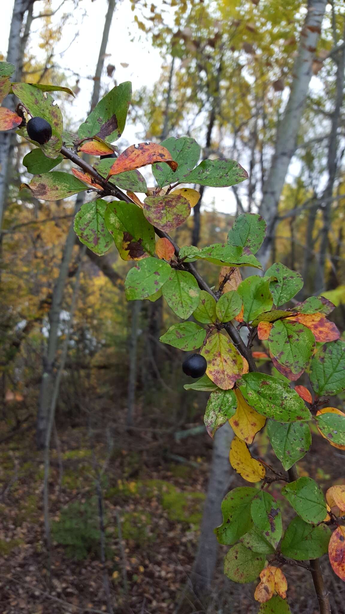 Plancia ëd Cotoneaster lucidus Schltdl.