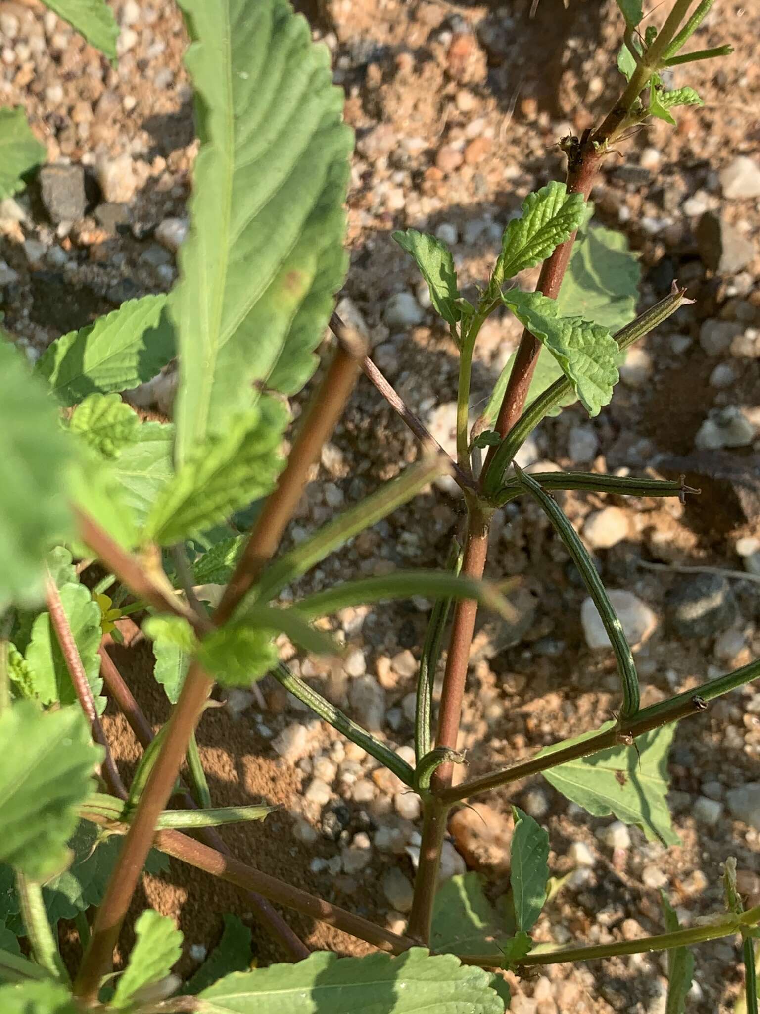 Image of Horn-fruited jute